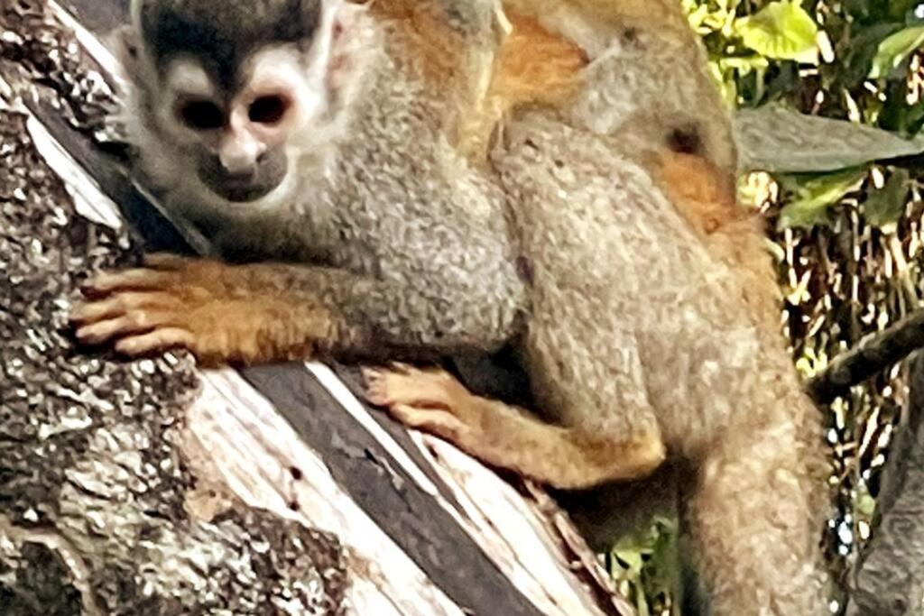 An Abundance Of Wildlife At Jungle Glory Home Abajo Nationalpark Nationalpark Manuel Antonio Exterior foto