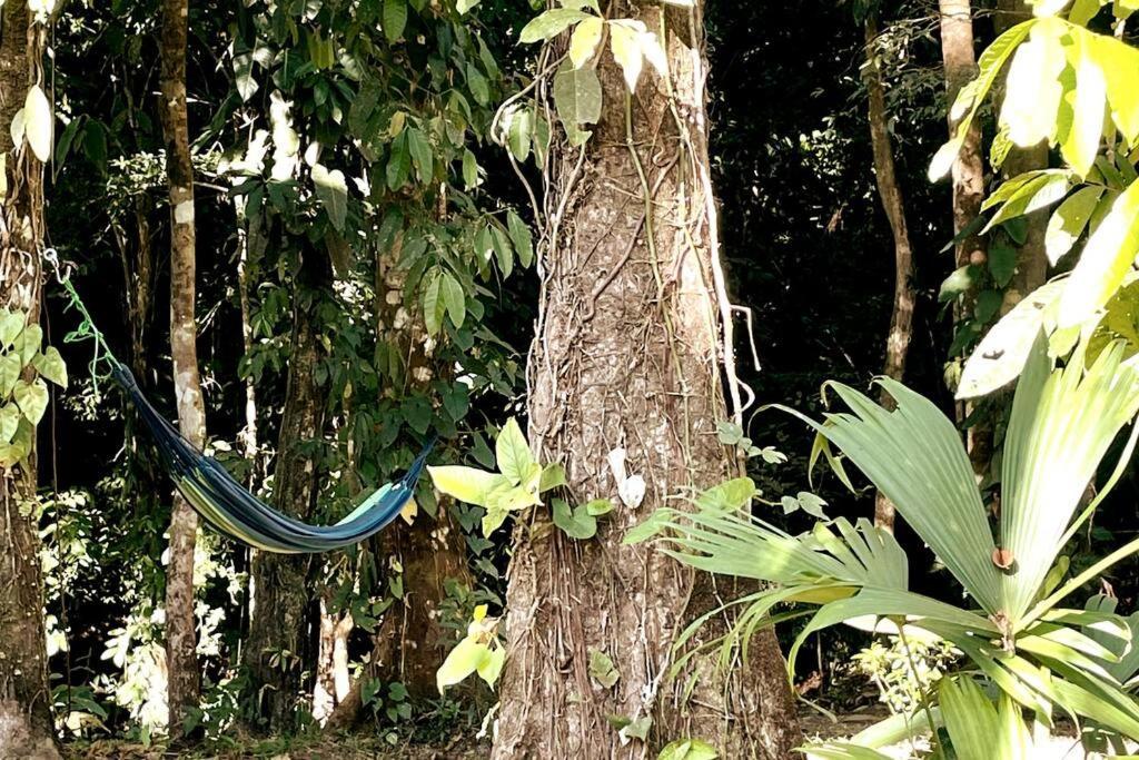 An Abundance Of Wildlife At Jungle Glory Home Abajo Nationalpark Nationalpark Manuel Antonio Exterior foto