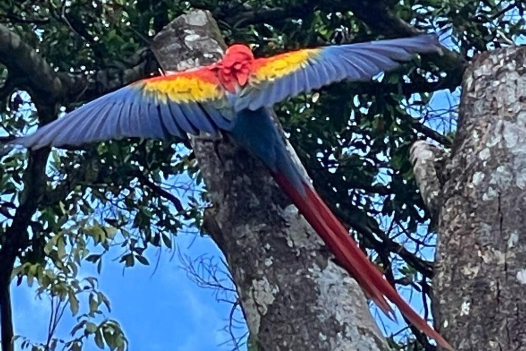 An Abundance Of Wildlife At Jungle Glory Home Abajo Nationalpark Nationalpark Manuel Antonio Exterior foto