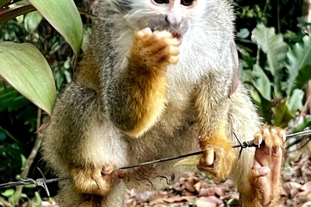 An Abundance Of Wildlife At Jungle Glory Home Abajo Nationalpark Nationalpark Manuel Antonio Exterior foto