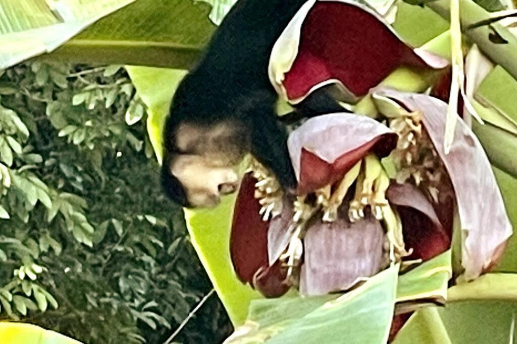 An Abundance Of Wildlife At Jungle Glory Home Abajo Nationalpark Nationalpark Manuel Antonio Exterior foto