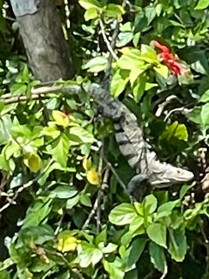An Abundance Of Wildlife At Jungle Glory Home Abajo Nationalpark Nationalpark Manuel Antonio Exterior foto