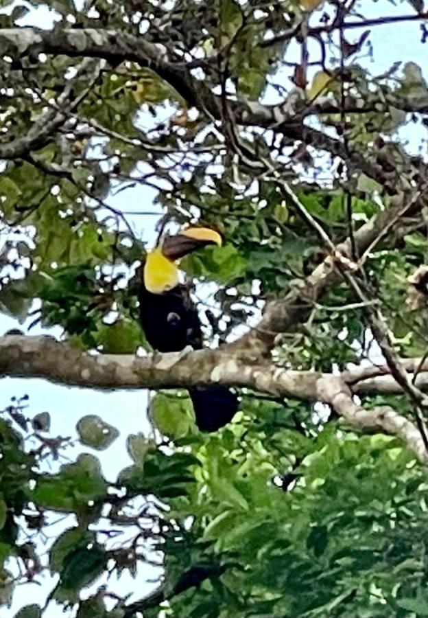 An Abundance Of Wildlife At Jungle Glory Home Abajo Nationalpark Nationalpark Manuel Antonio Exterior foto