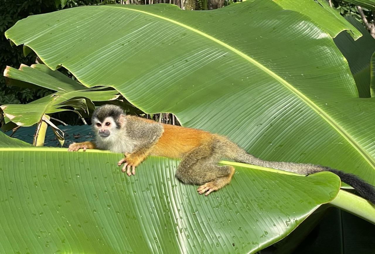 An Abundance Of Wildlife At Jungle Glory Home Abajo Nationalpark Nationalpark Manuel Antonio Exterior foto