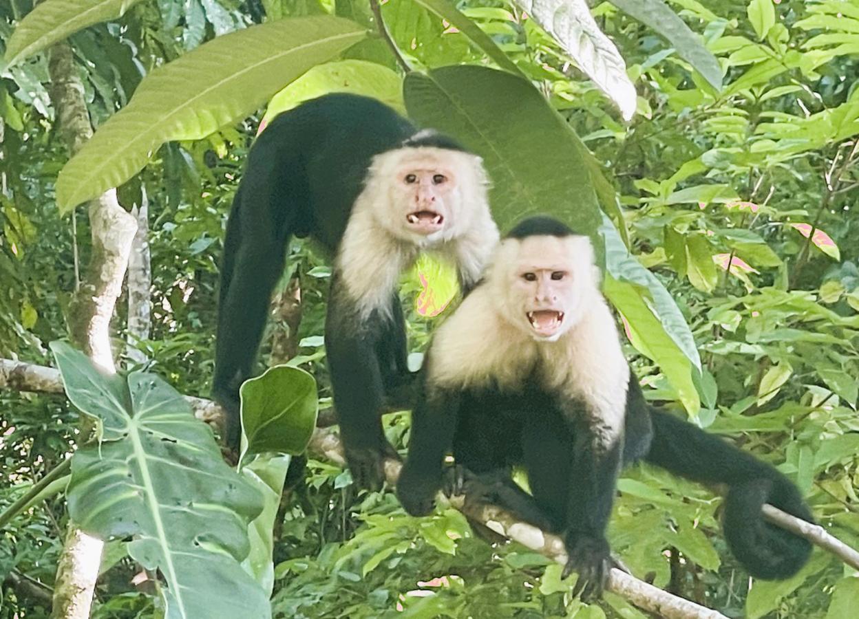An Abundance Of Wildlife At Jungle Glory Home Abajo Nationalpark Nationalpark Manuel Antonio Exterior foto
