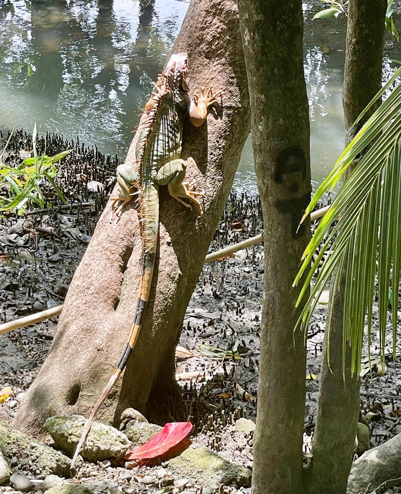 An Abundance Of Wildlife At Jungle Glory Home Abajo Nationalpark Nationalpark Manuel Antonio Exterior foto
