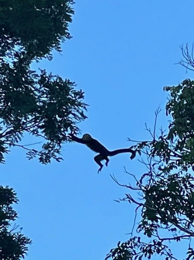 An Abundance Of Wildlife At Jungle Glory Home Abajo Nationalpark Nationalpark Manuel Antonio Exterior foto