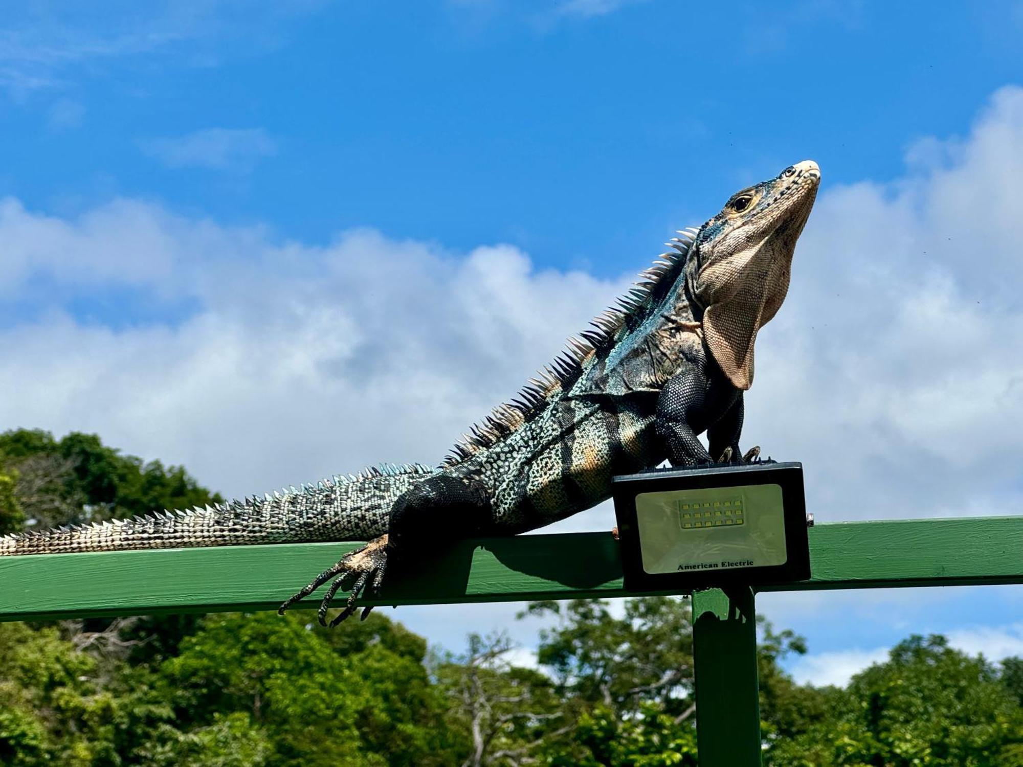 An Abundance Of Wildlife At Jungle Glory Home Abajo Nationalpark Nationalpark Manuel Antonio Exterior foto