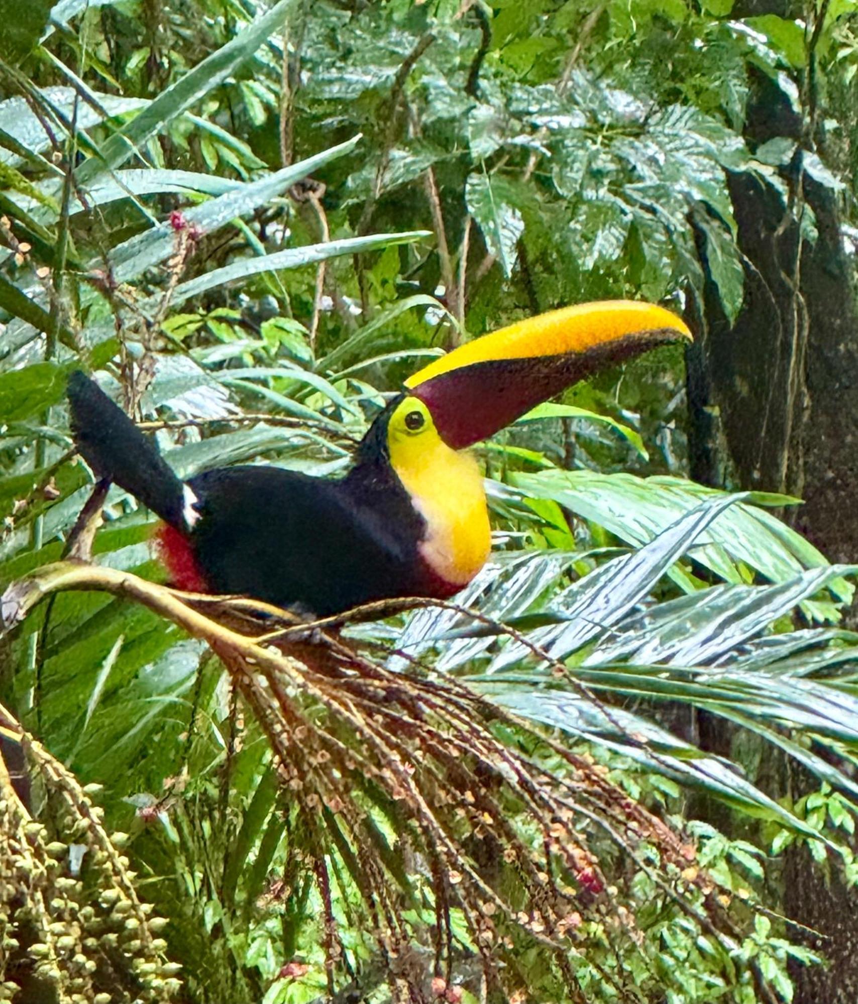 An Abundance Of Wildlife At Jungle Glory Home Abajo Nationalpark Nationalpark Manuel Antonio Exterior foto